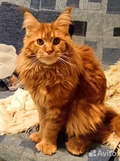 Мейн-кун покидакт вязка