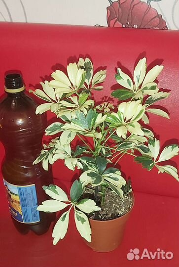 Фикус Белис,кротон,шефлера,сциндапсус,филодендрон