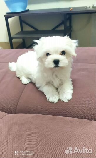 Мальтезе малыш