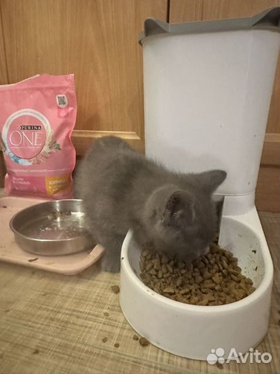 Котята Британские