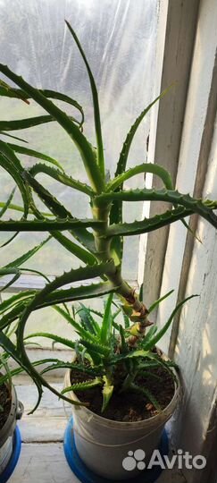 Алоэ вера и денежное растение