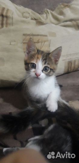 Кошки в добрые руки бесплатно
