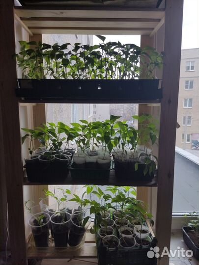 Перец красный сладкий