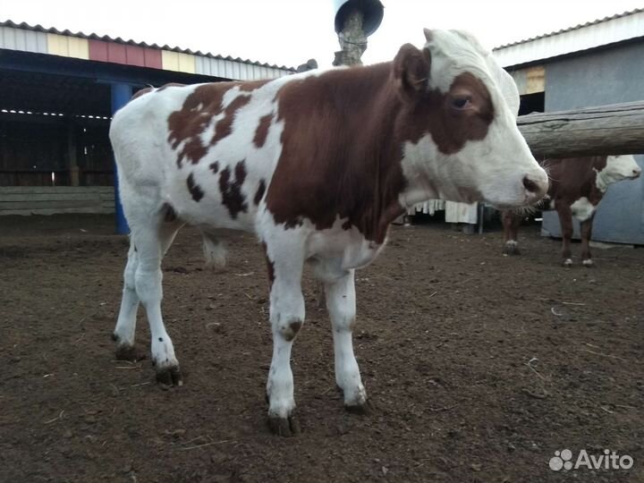 Бычки и тёлки