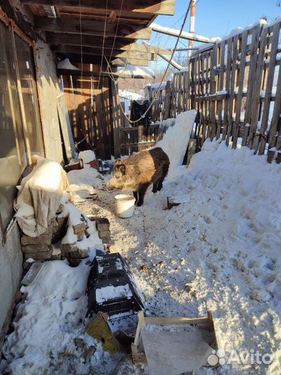 Поросята дикого кабана