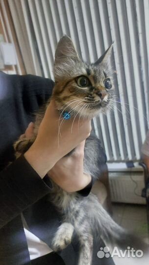 Найдена кошка