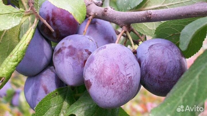 Слива зимостойкая В ассортименте Высота от 2м