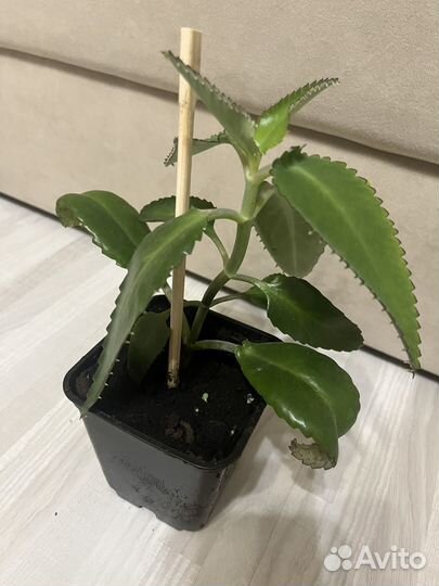 Каланхоэ лечебное