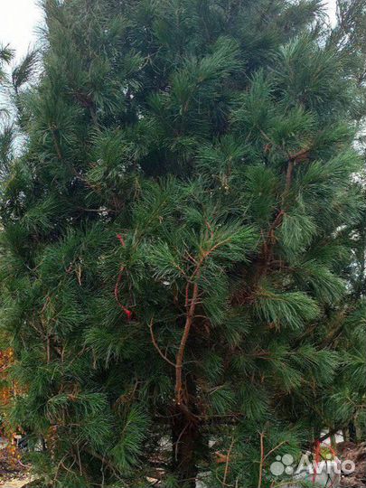 Качественные кедры, ели, туи