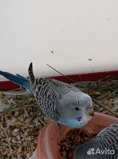 Волнистый попугай птенцы