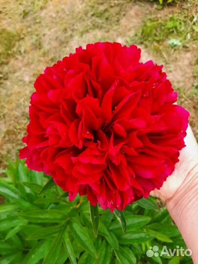 Пионы травянистые красные