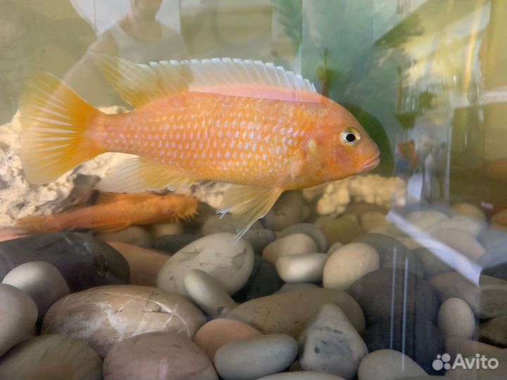 Цихлиды - малавийцы