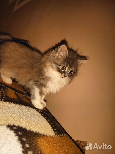 Кошка