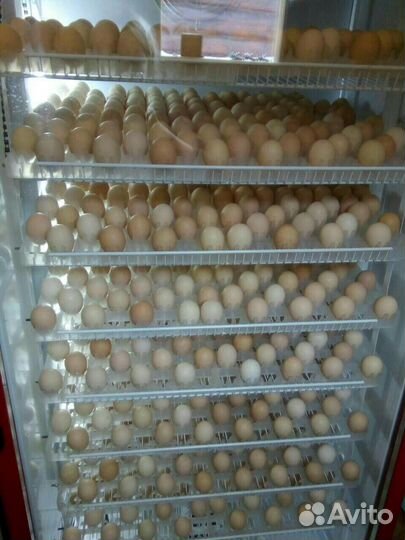 Инкубационное яйцо бройлера