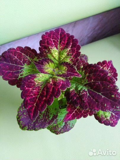 Колеус Аватар