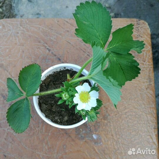 Рассада клубники разных сортов ксд. нсд. под заказ