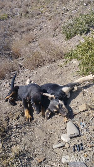 Щенки для двора. Бесплатно