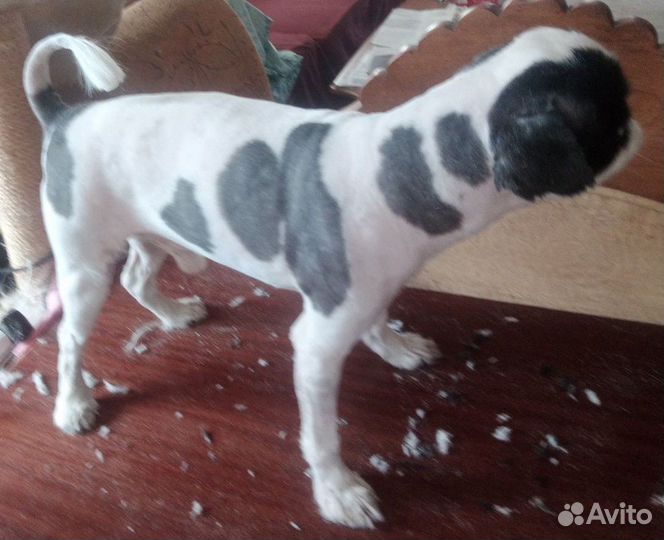 Стрижка кошек и больших собак с выездом на дом