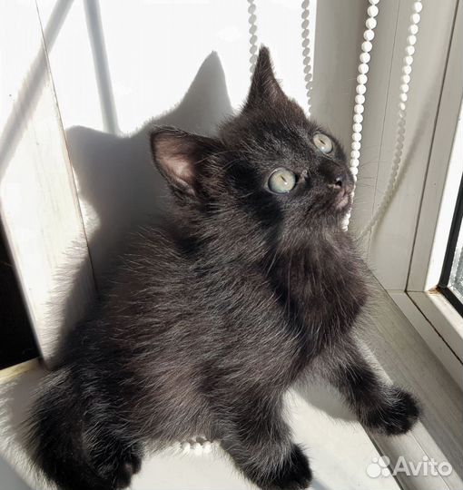 Котята мальчики в добрые руки