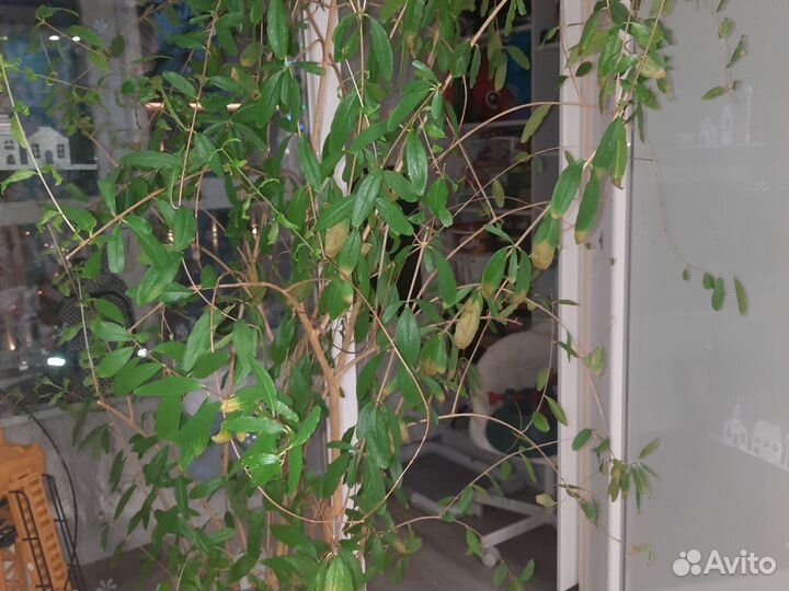 Гранатовый дерево