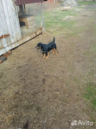 Продам щенка ягдтерьера