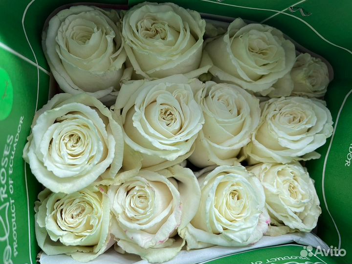 Роза Эквадор под заказ опт от 500 шт