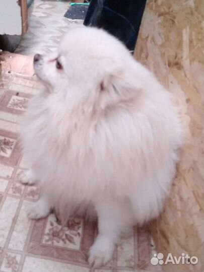 Немецкий шпиц вязка