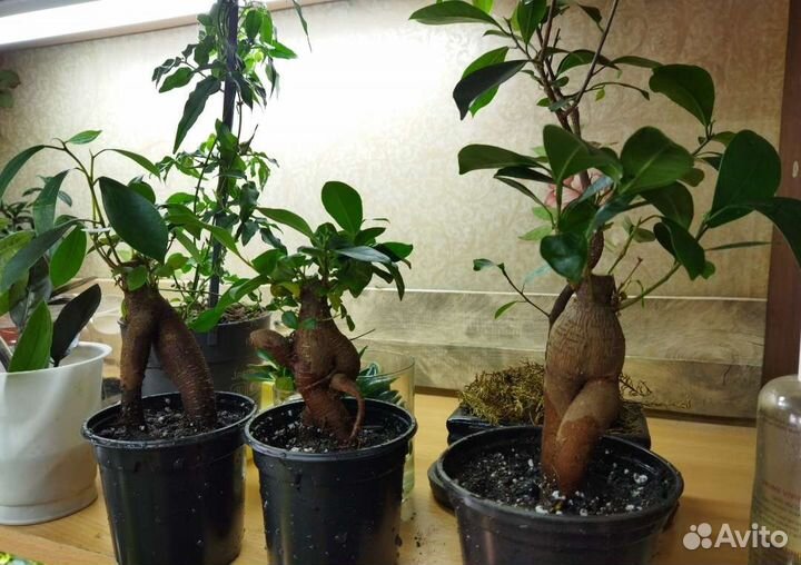 Сортовые фикусы