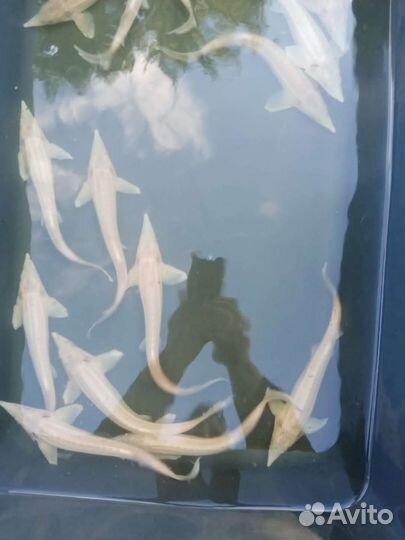 Рыба для пруда аквариума узв