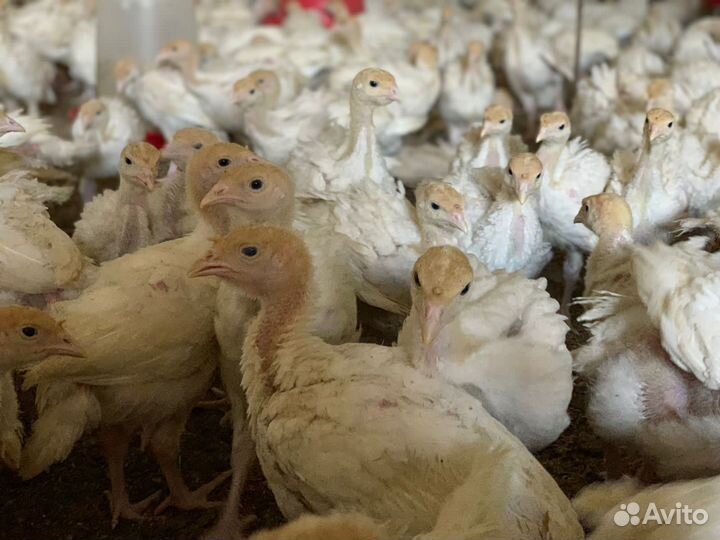 Бройлеры Кобб 500/700 и Росс 308 Желтоногие