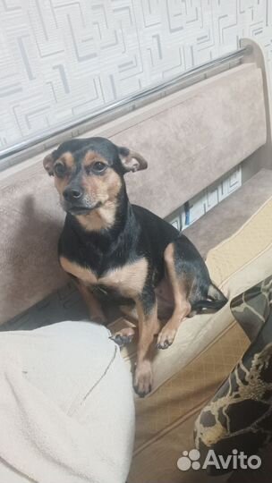 Собачку девочку на случку