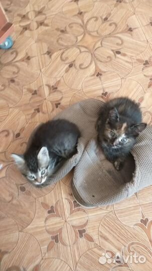 Отдам бесплатно котят