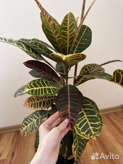 Кротон петра