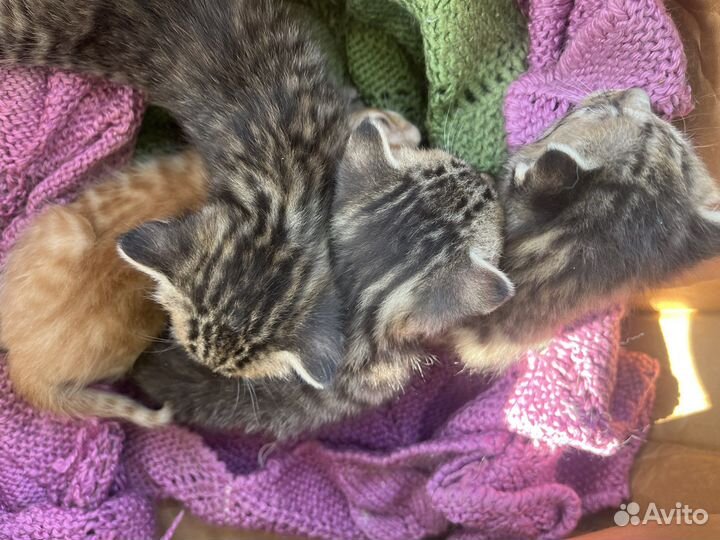 Котята в добрые руки бесплатно