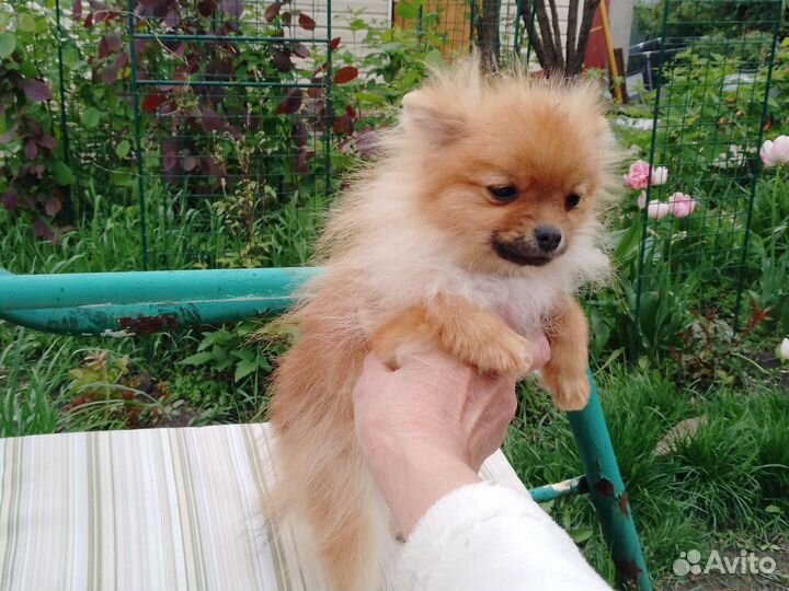 Помиранские детки миниатюры