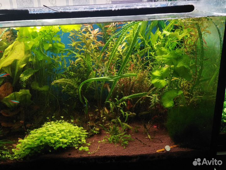 Растения в аквариум живые
