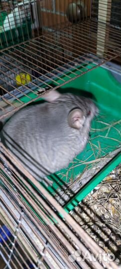 Шиншилла