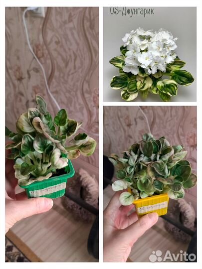 Комнатные растения. Обновление списка