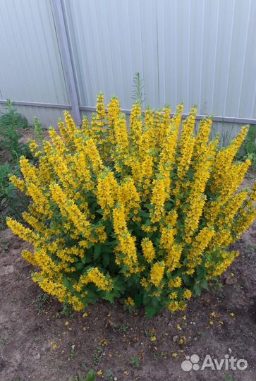 Многолетние цветы для сада