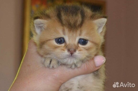 Вязка с золотым котом