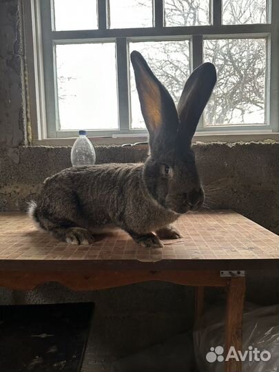 Кролики Фландер - Ризен