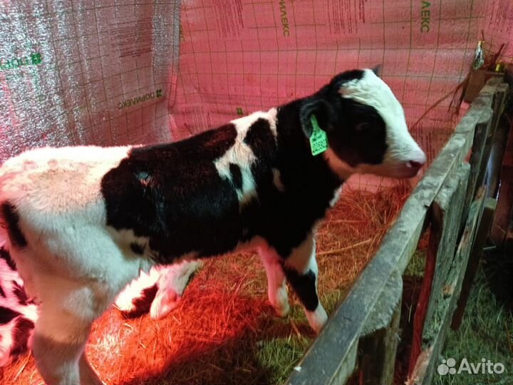 Телята бычки на откорм