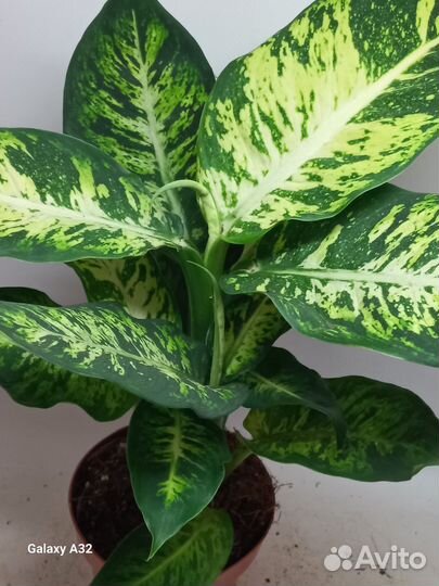 Дифенбахия сублим