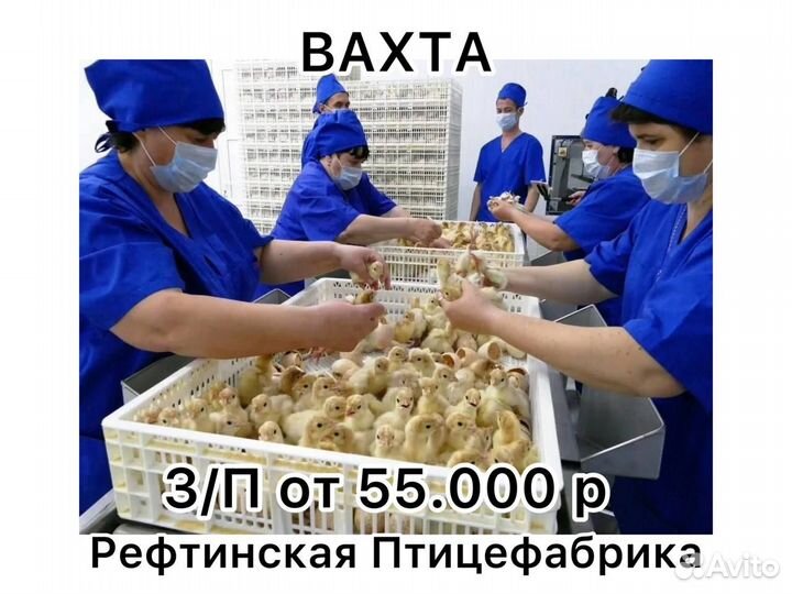 Разнорабочий на птицефабрику вахтой