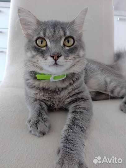 Кот в добрые руки