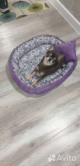 Вязка чихуа