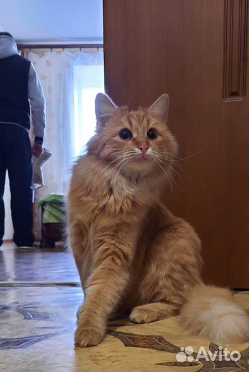 Отдаю кошечку в добрые руки