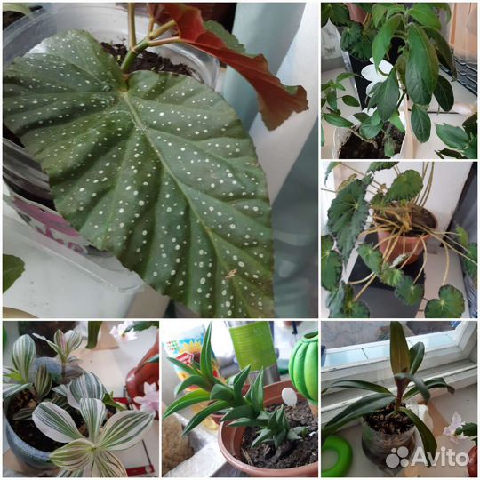 Комнатные растения цветы