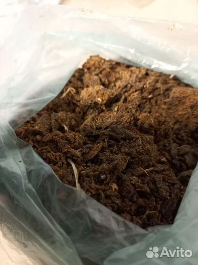 Прополис пчелиный