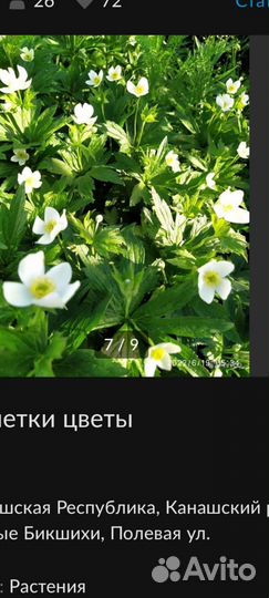 Пион розовый